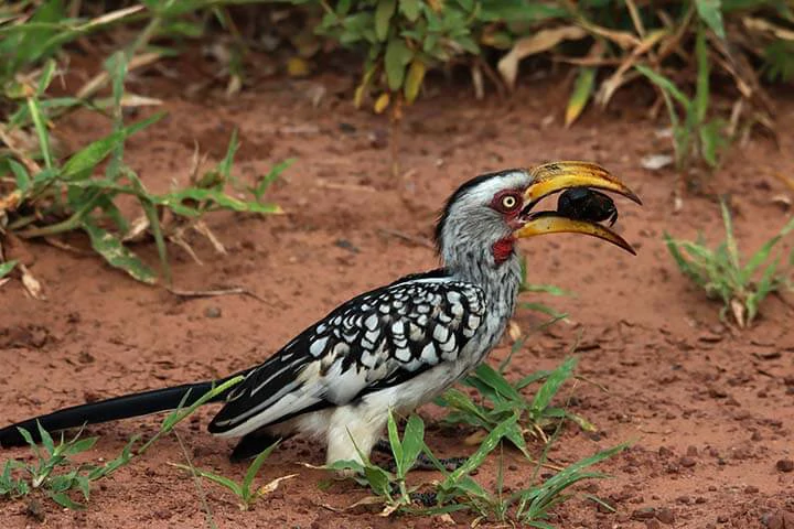 Southern Yellow-billed Hornbill